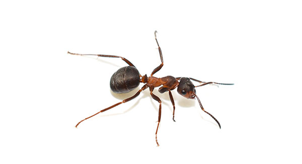 螞蟻防治-防治項目-全方位病媒防治| 專業除蟲滅鼠公司|
